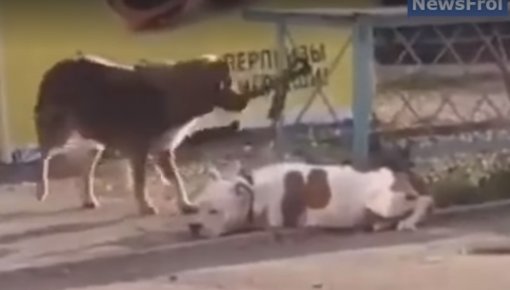 Видео дня с псом-зоозащитником
