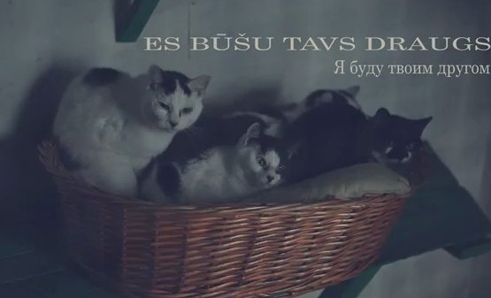 ������ 3 karotes medus ����� ����� � ������ ��� ��������