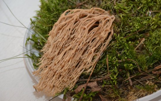 Даугавпилсские грибники, внимание – грибное царство рядом!