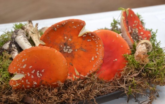 Даугавпилсские грибники, внимание – грибное царство рядом!