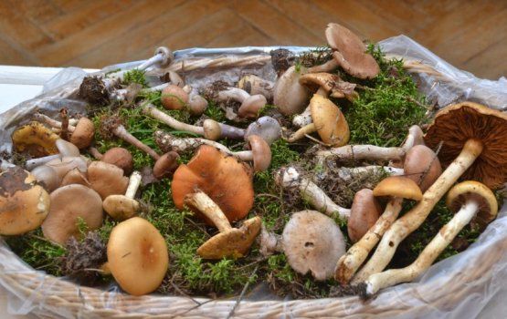 Даугавпилсские грибники, внимание – грибное царство рядом!