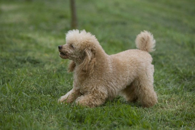 Жұлдызды соғыстардың секс фотосуреттері