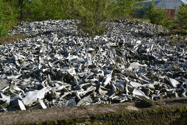 На Драбівщині виявили звалище відходів тваринного походження 