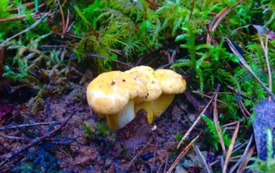 Фотофакт: в лесах начался грибной сезон