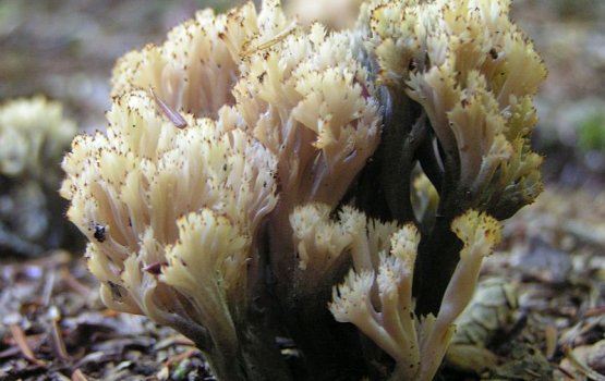 Эти странные рогатики