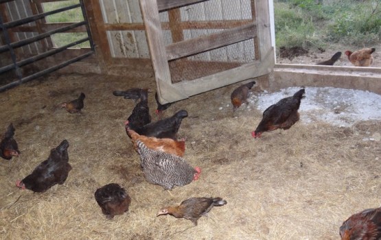 ����: grani.lv