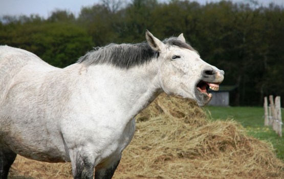 ����: grani.lv