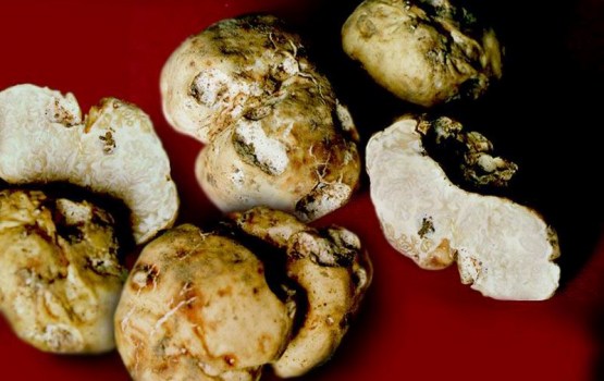 В Латгалии нашли гриб года