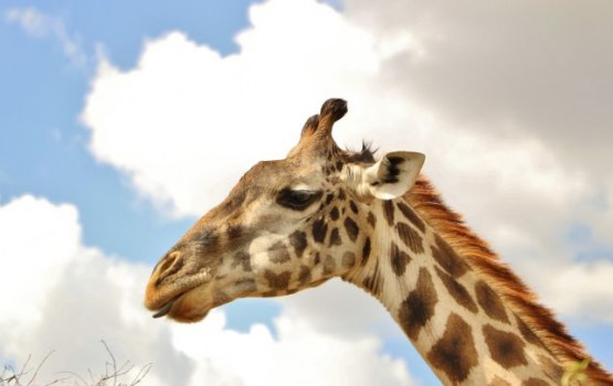 ����: grani.lv