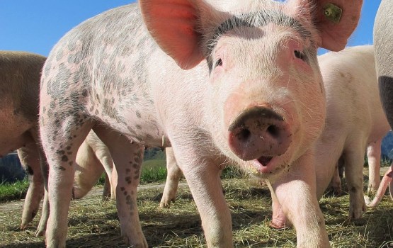 ����: grani.lv