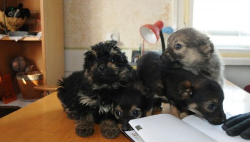 ����������� ���� �������� ��� ����� ��� �������