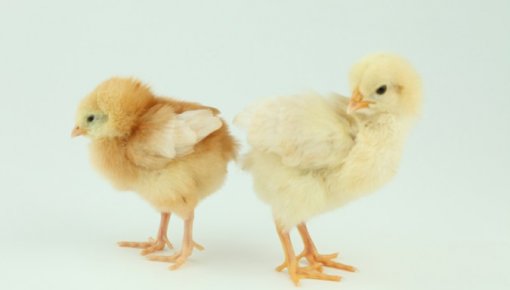 �������������� ������ ������������ �Daugavpils putni�