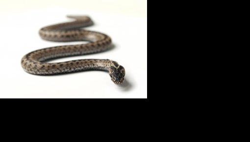 �� ���������� ������ ���� ������� ����