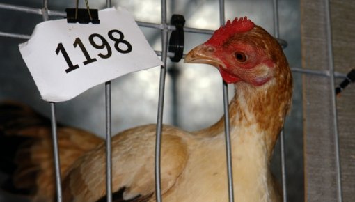 "Daugavpils putni"  ������������ ������