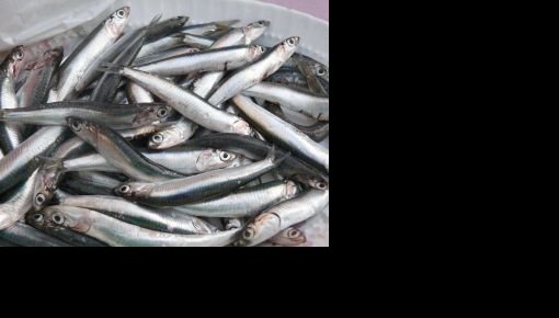 Рыбные продукты подорожают на 10-15%