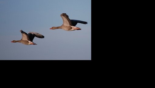 ���������� ����� ������ �������� � ������