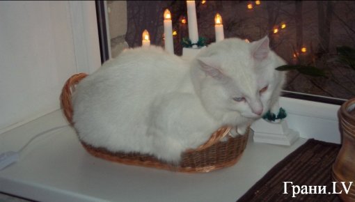 Помогите! Пропал домашний кот.