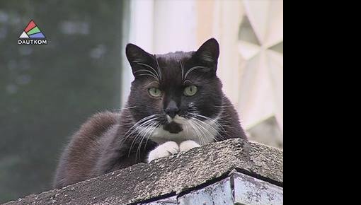 ������������� ���� ��������� �������� (�����)