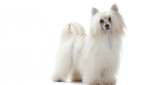 Royal Canin: ����� ��� ������� ���� � ���� � �� �� ������