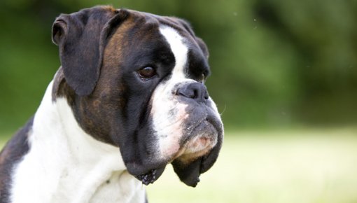 "���� ������������ ������" - �����