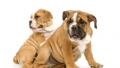 "���� ������������ ������" - �������