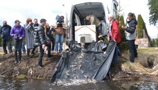 В озеро Шуню запустили 20 000 мальков карпа