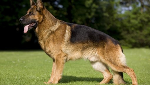 "���� ������������ ������" - �������� �������