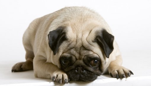 "���� ������������ ������" - ����