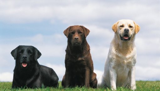 "���� ������������ ������" - �������� ��������