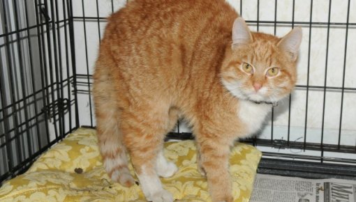 �������� ������������ 161 ��� ������ ��� ��������