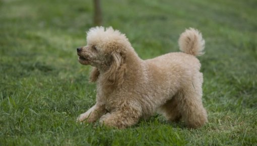 "���� ������������ ������" - ������