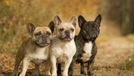 "���� ������������ ������" - ����������� �������