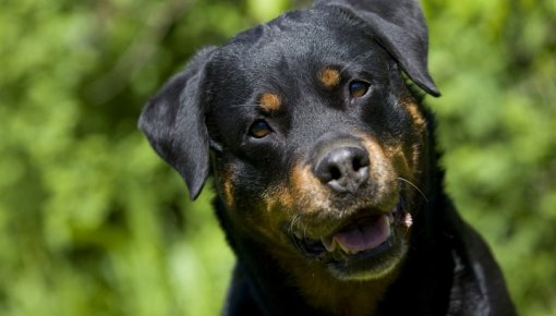 "���� ������������ ������" - ���������