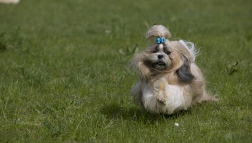 "���� ������������ ������" - ��-���