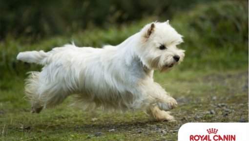 ������ + �������� + ���������� = ��������� ������