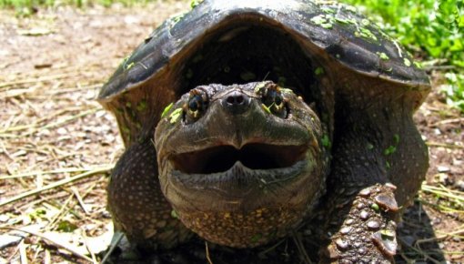 �������� �� ������ DAUTKOM TV: � ����������� ������� ���������� ������ ��������