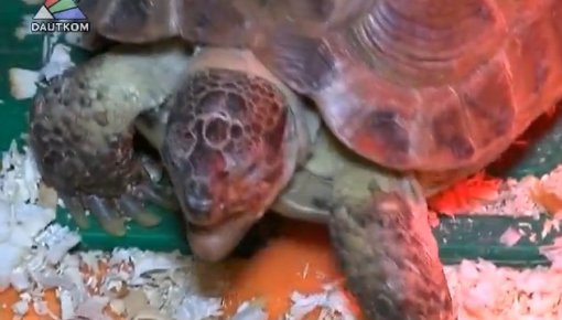 � ��������������� ������� - ����� ��������� (�����)