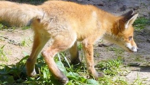 ���� � ������ Līgatnes dabas taka �������� �������