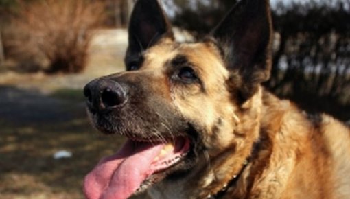 ������� �������� ������� (������)