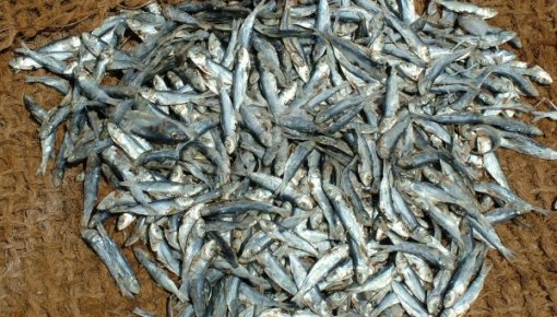 Ученые: даже малое количество инсектицида “Fastac” может привести к гибели рыбы