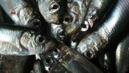 Россия и Латвия будут взаимодействовать по вопросу ввоза рыбной продукции - Роспотребнадзор