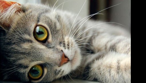 Стерилизация котов поможет сохранению здоровой жизни в крае