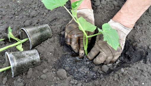 ����� ���������� ������� ���������, ����� � ������� � �������