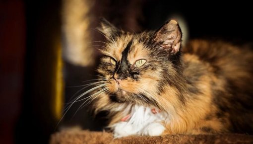 �������� �����: "������ ���� �����"