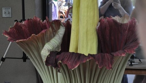 ����� ������� � ���� ������ ����������� � �������