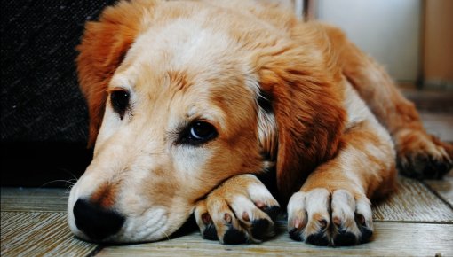 Дело Dogo: ветеринары считают, что собаки умирают из-за корма