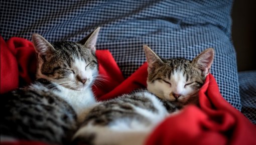 Аллергия на кошек: семь методов решения проблемы