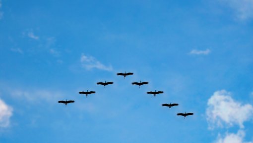 В Латвию продолжают возвращаться перелетные птицы