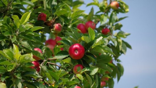 ������ ���������� ������ �������� ������