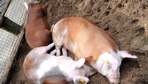 Россия запретила ввоз живых свиней из ЕС, США и Канады